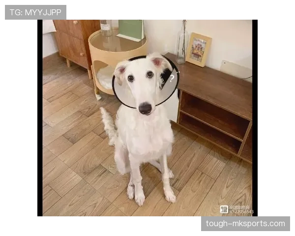 伊布训练完顺手买了辆超跑，说是为了配得上他家狗的项圈